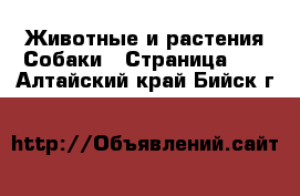 Животные и растения Собаки - Страница 10 . Алтайский край,Бийск г.